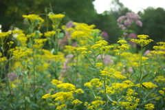 公園の花たち♪3