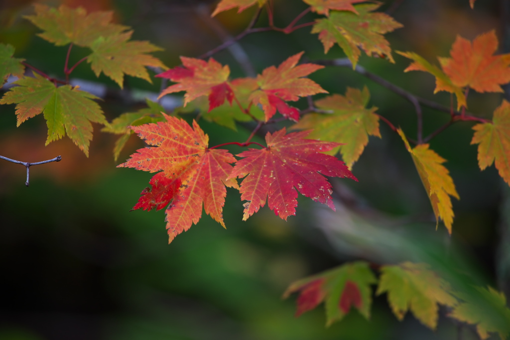 日光・秋のはじまり♪５