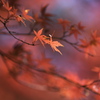 晩秋の紅葉・鑁阿寺（ばんなじ）♪15