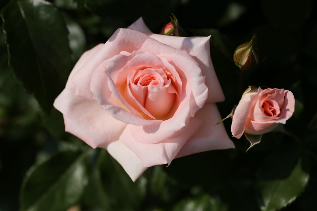 薔薇香る頃♪12