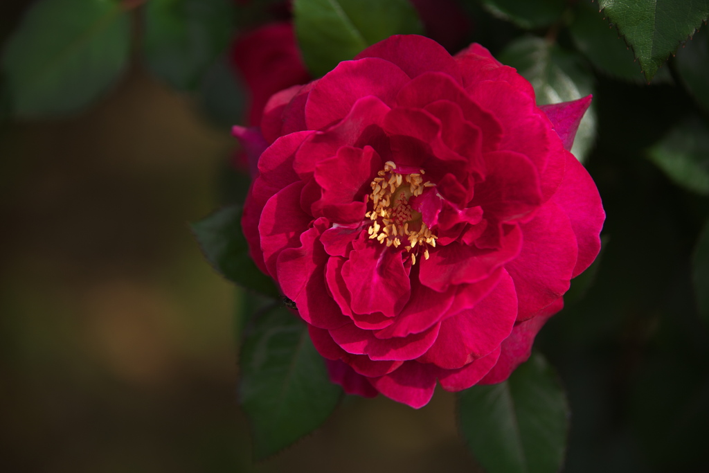 薔薇香る頃♪5