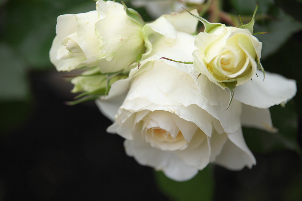 井頭公園の薔薇♪2