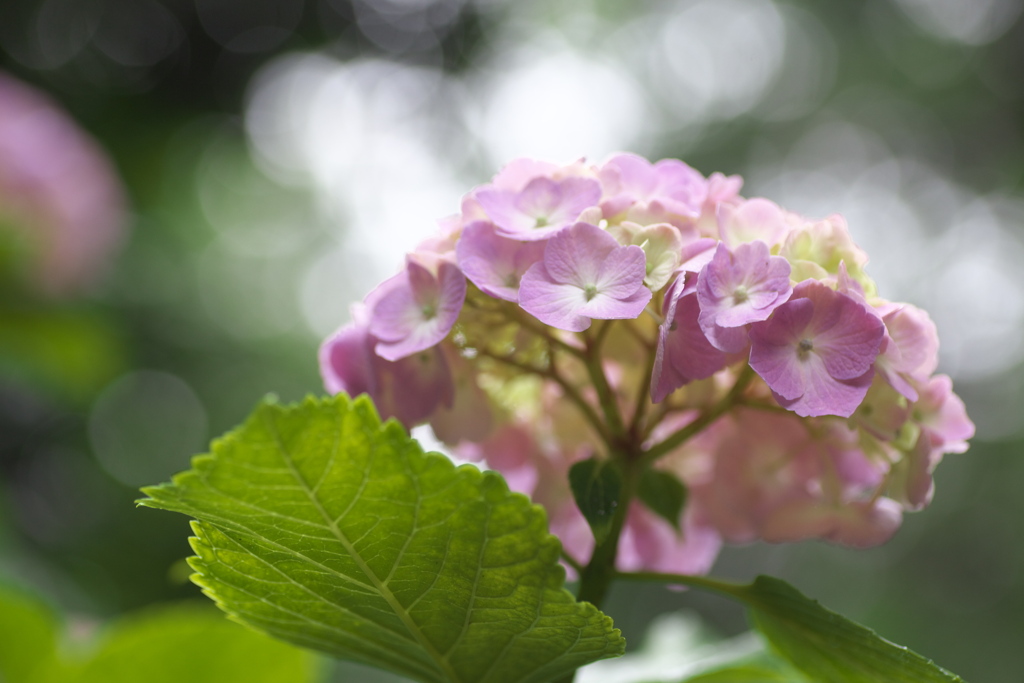 礒山神社の紫陽花♪17