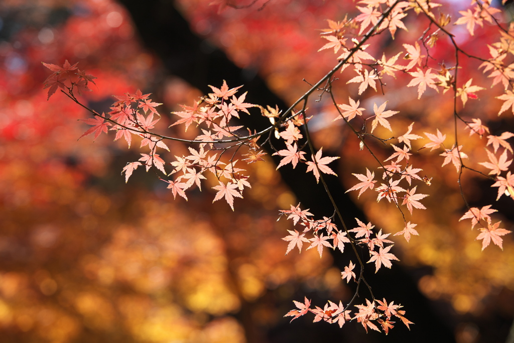 晩秋の紅葉・鑁阿寺（ばんなじ）♪1