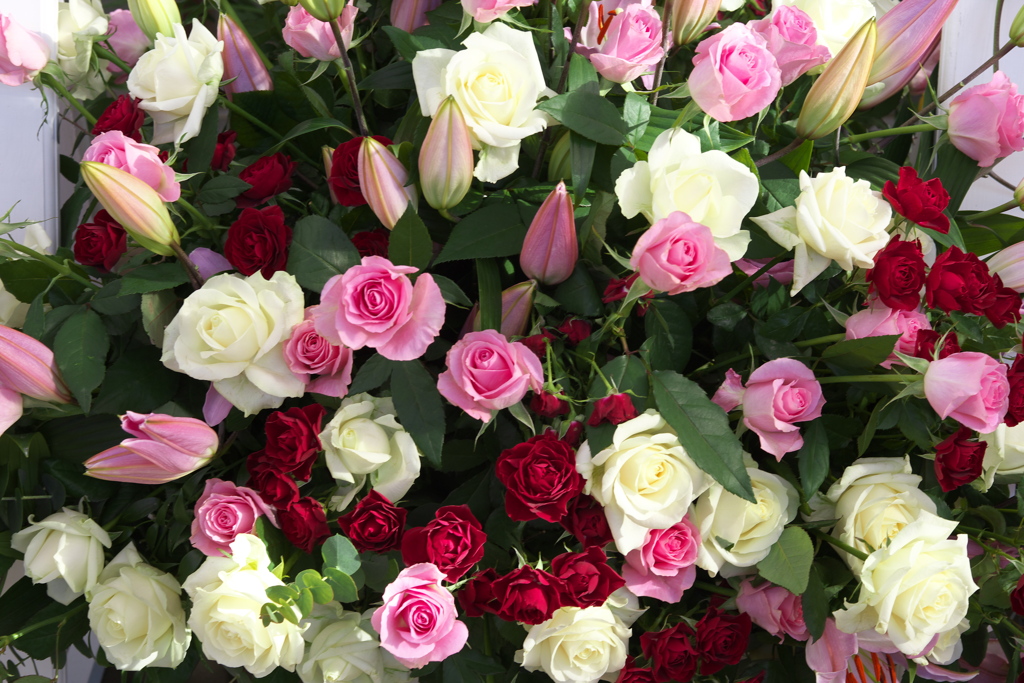 微笑みの薔薇2021♪7