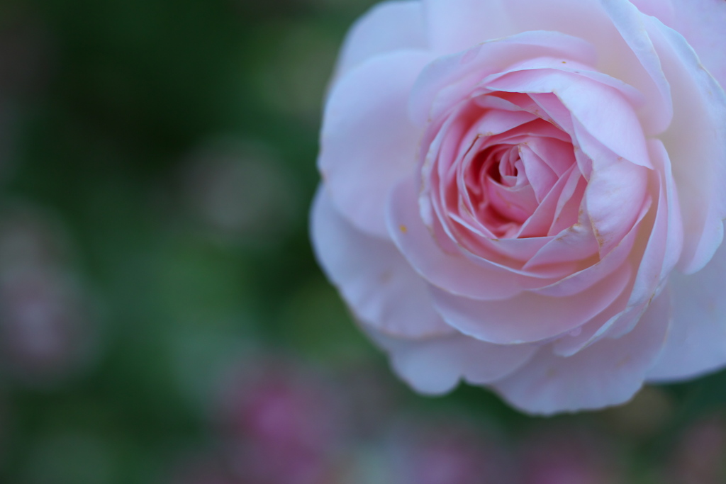 秋の薔薇・あしかがフラワーパーク♪1