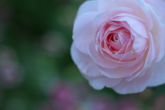 秋の薔薇・あしかがフラワーパーク♪1