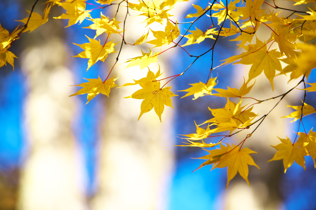 紅葉日光・中禅寺湖周辺♪5