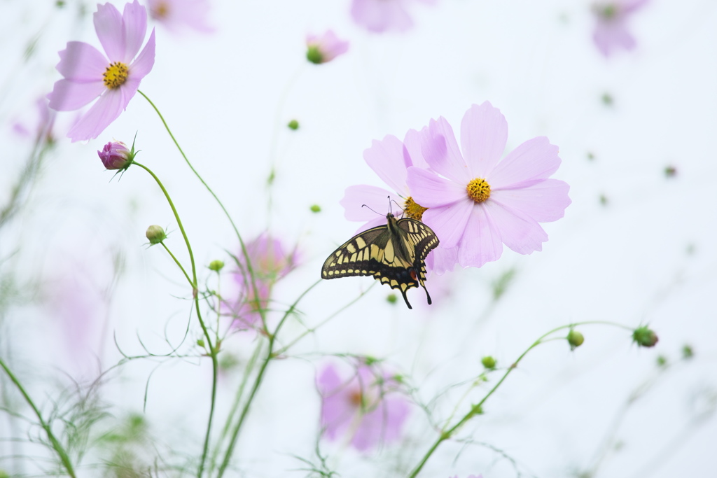 ふんわりと秋桜♪３