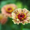 公園の花たち♪9