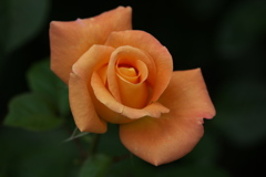 薔薇の微笑み♪16