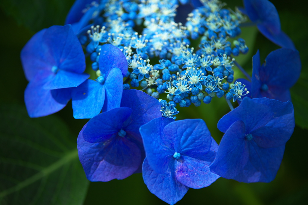 権現堂堤の紫陽花Ⅱ♪5