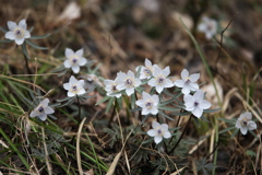 早春の星野の森♪1