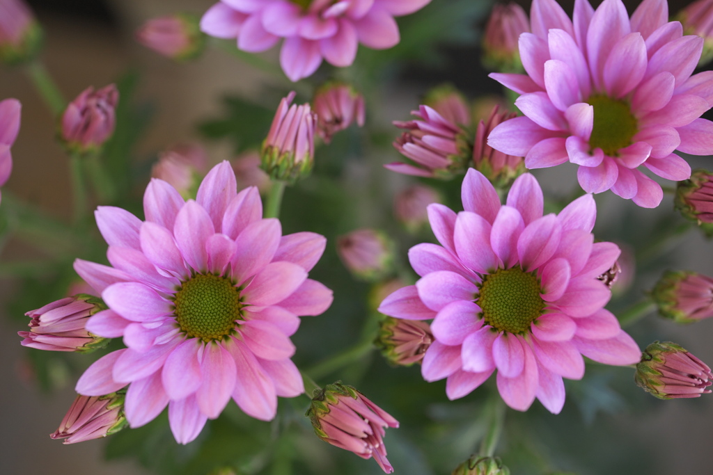 フェスティバルの花たち♪5