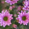 フェスティバルの花たち♪5
