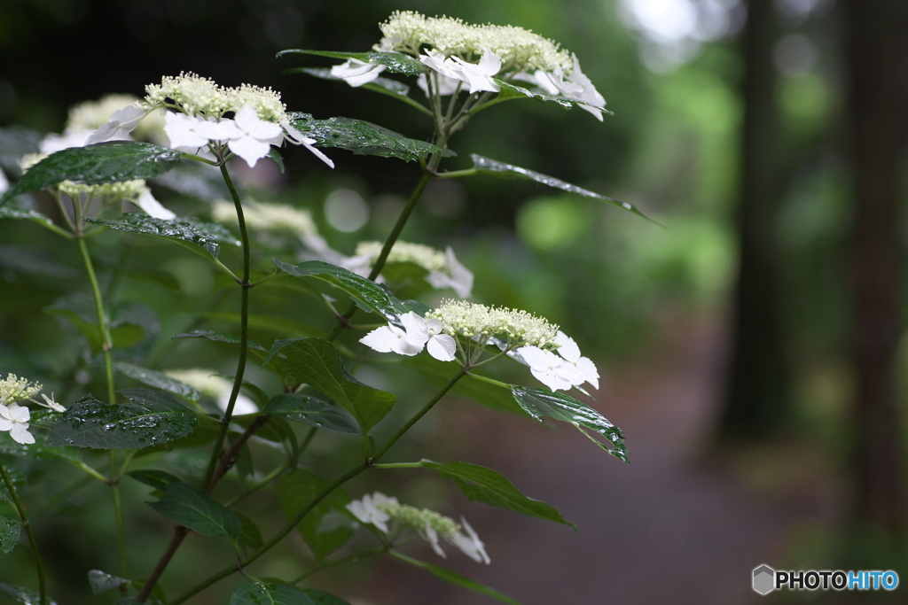 礒山神社の紫陽花♪11