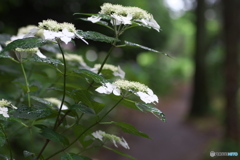礒山神社の紫陽花♪11
