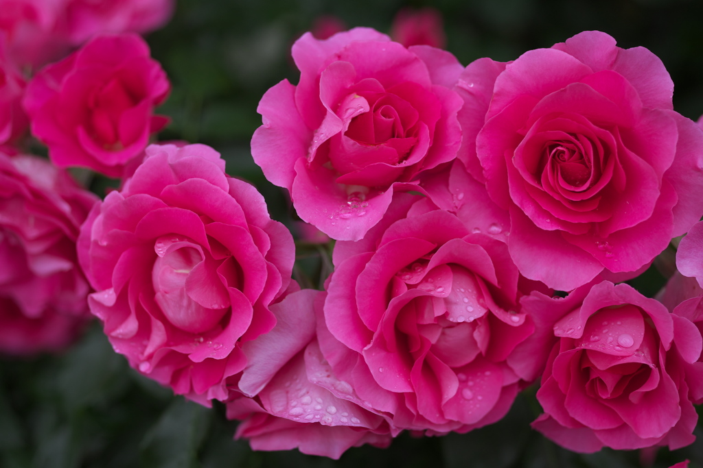 薔薇の微笑み♪3