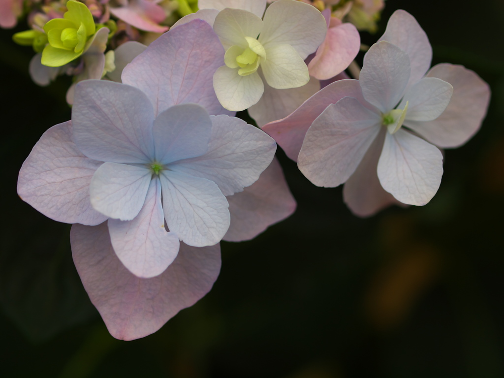 紫陽花シンフォニー♪15