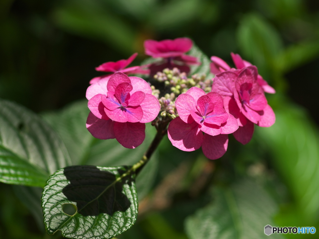 太平山の紫陽花♪７