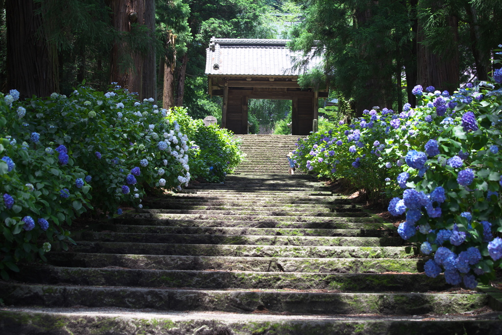 太平山の紫陽花♪5