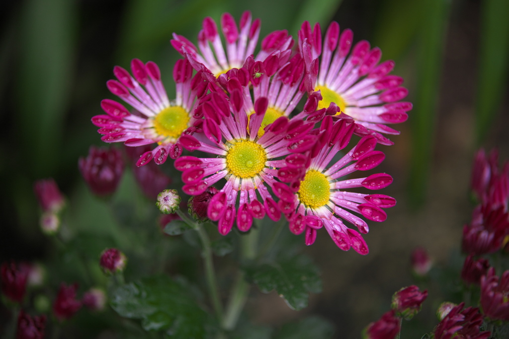 秋の花センター♪４