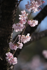 公園の小さな春♪1