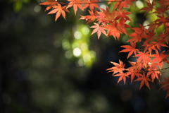 晩秋の紅葉・鑁阿寺（ばんなじ）♪10