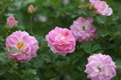薔薇の微笑み♪17