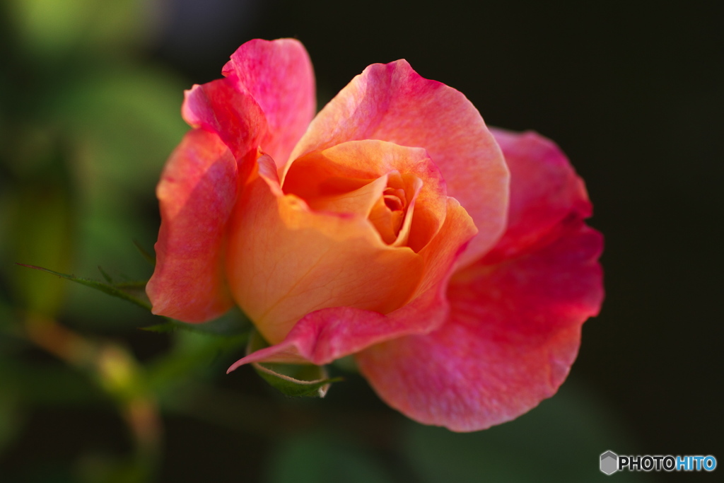 秋の薔薇Ⅳ