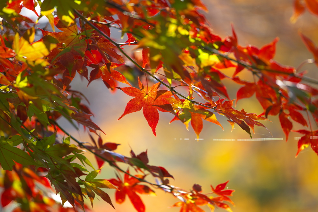 渓流沿いの紅葉♪7