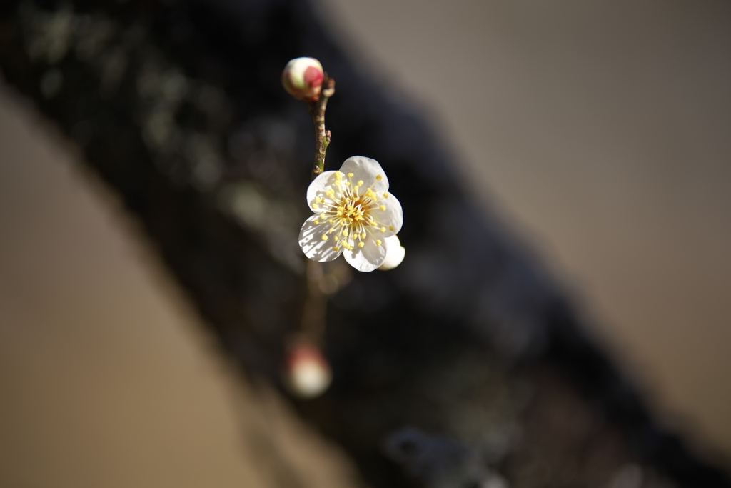 万葉庭園の梅♪3