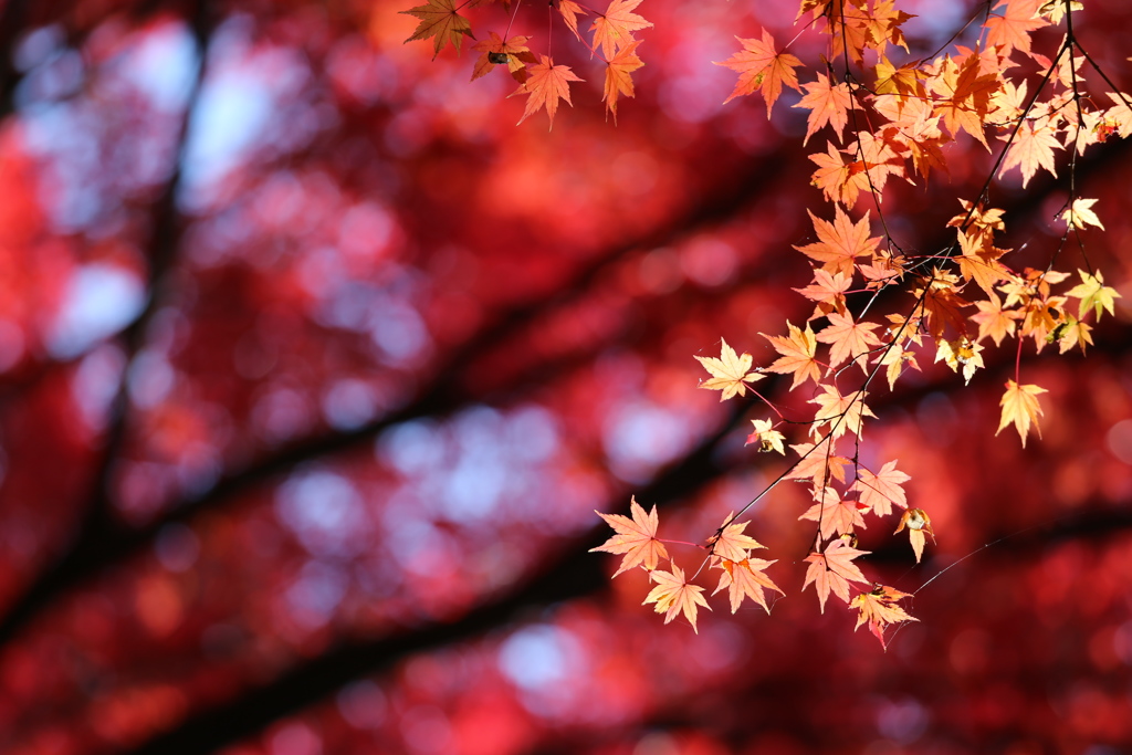 晩秋の唐沢山♪10