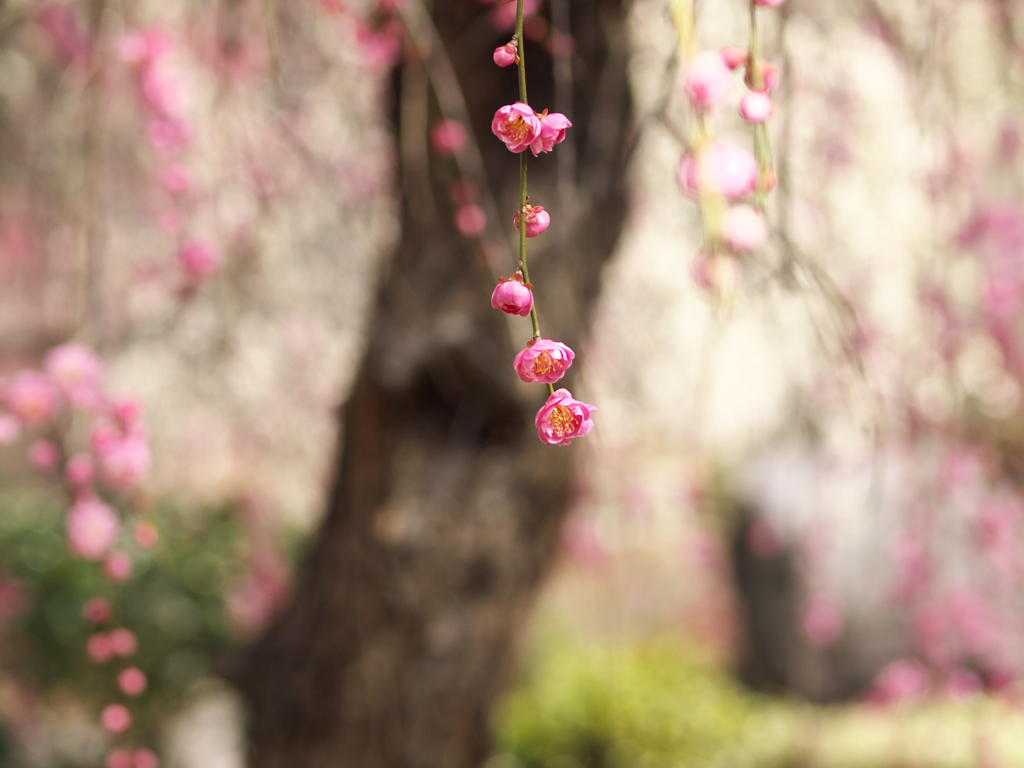 早春の万葉庭園♪8