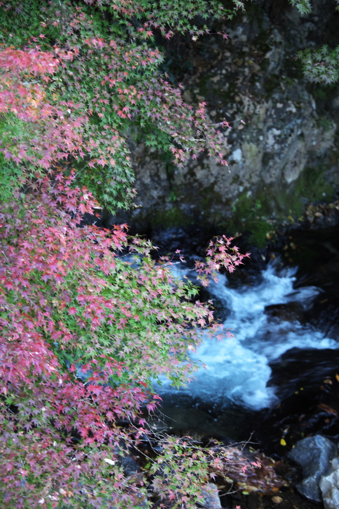 渓流沿いの紅葉♪3