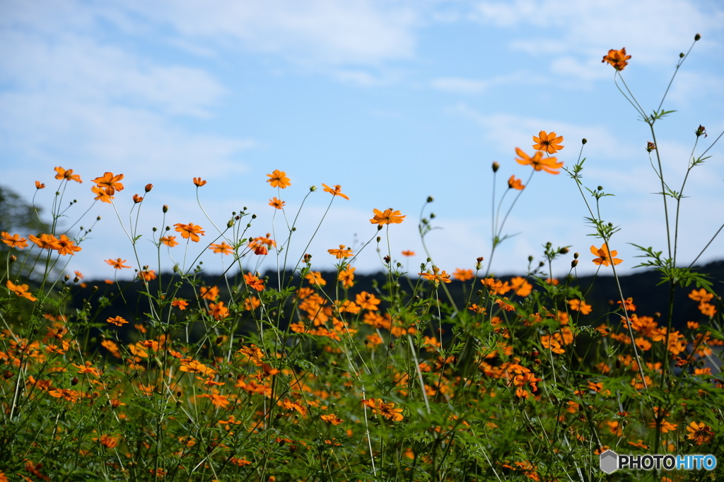キバナコスモス