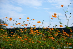 キバナコスモス