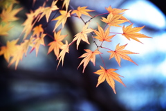 紅葉・富弘美術館♪10