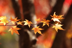 紅葉・富弘美術館♪4