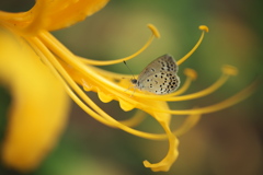 黄色い彼岸花と蝶