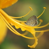 黄色い彼岸花と蝶