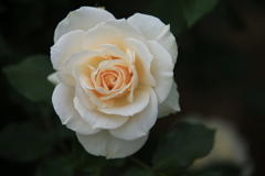 敷島公園の薔薇♪2