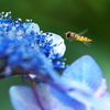 大中寺の紫陽花♪5