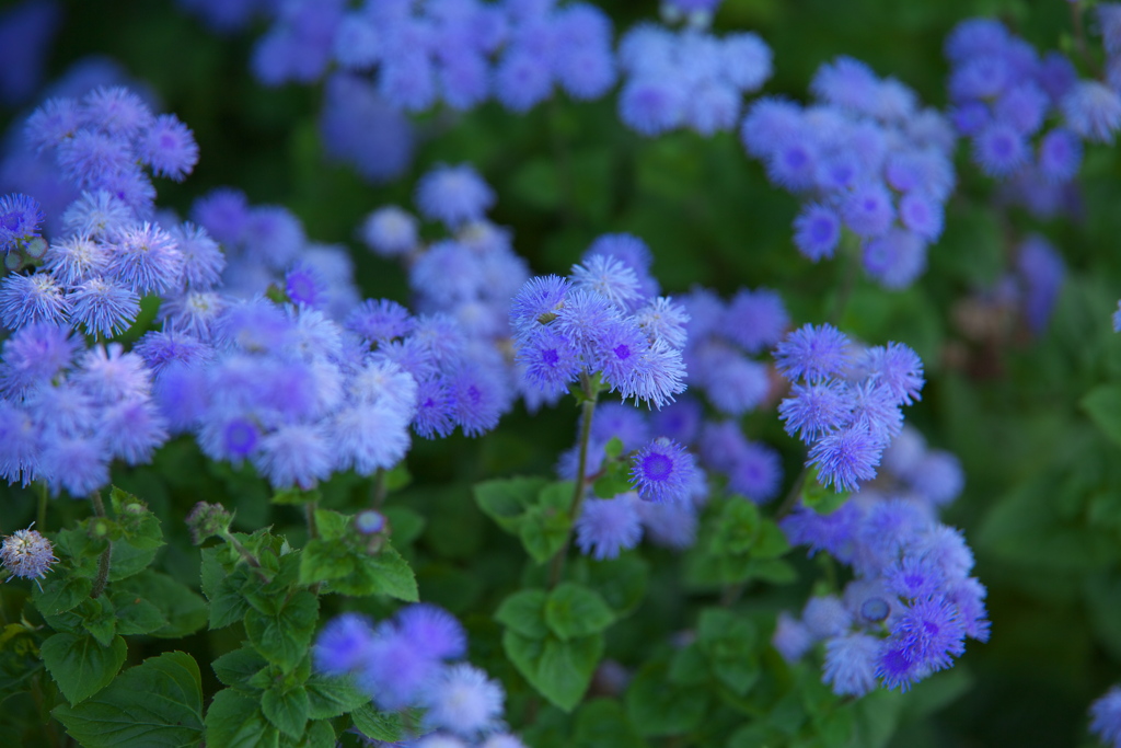 公園の花たち♪4