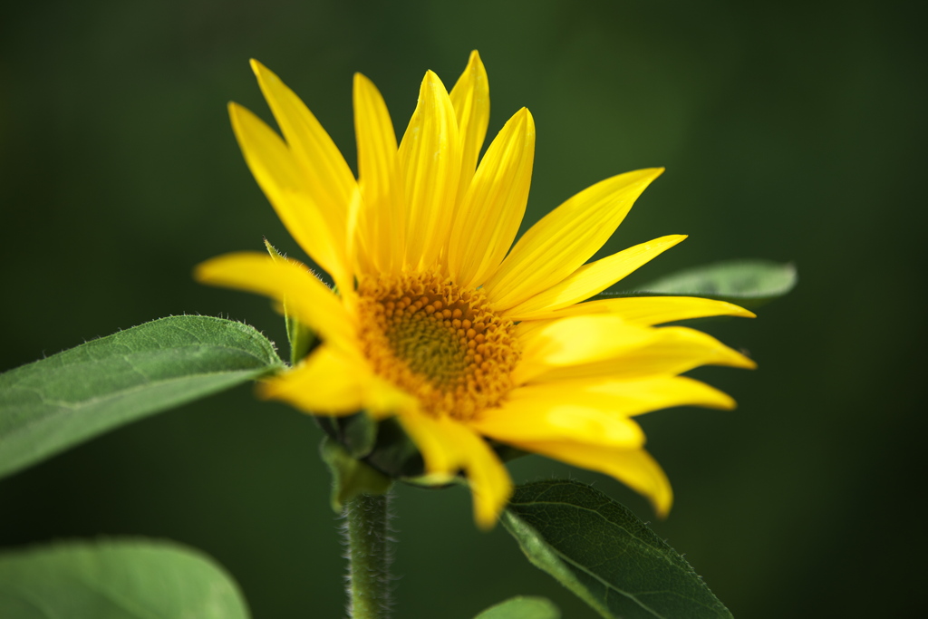 公園の花たち♪5
