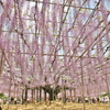 花は咲けども・・・2