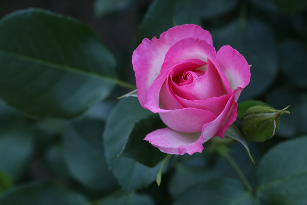 井頭公園の薔薇♪20