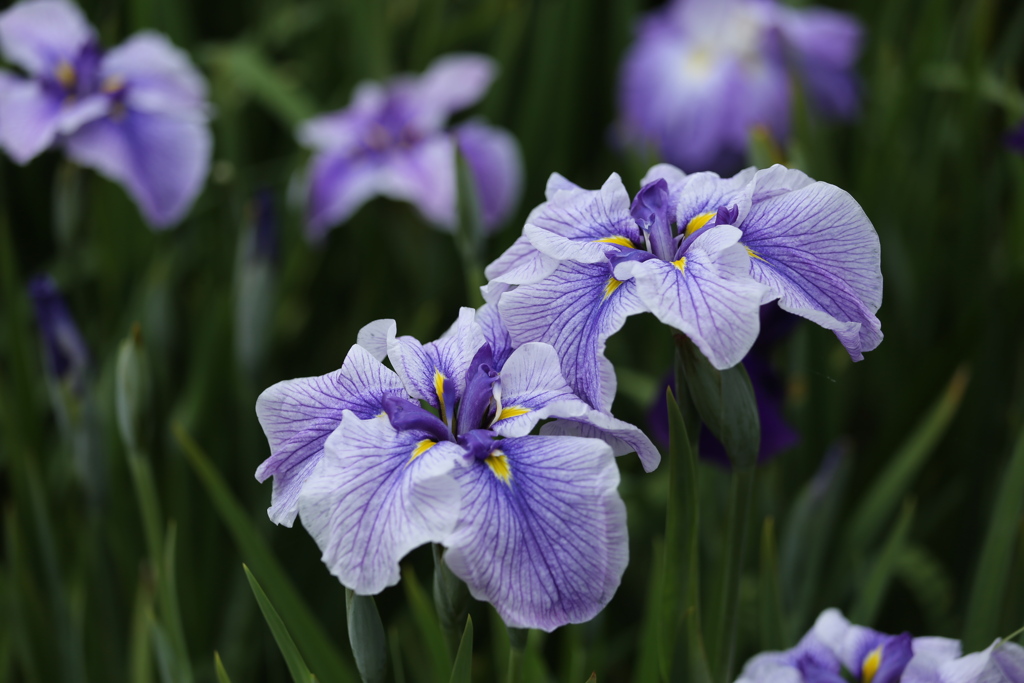 花菖蒲の彩り♪4