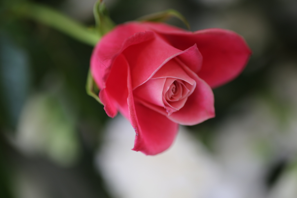 初春のほほえみ３