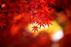 紅葉・鑁阿寺♪1